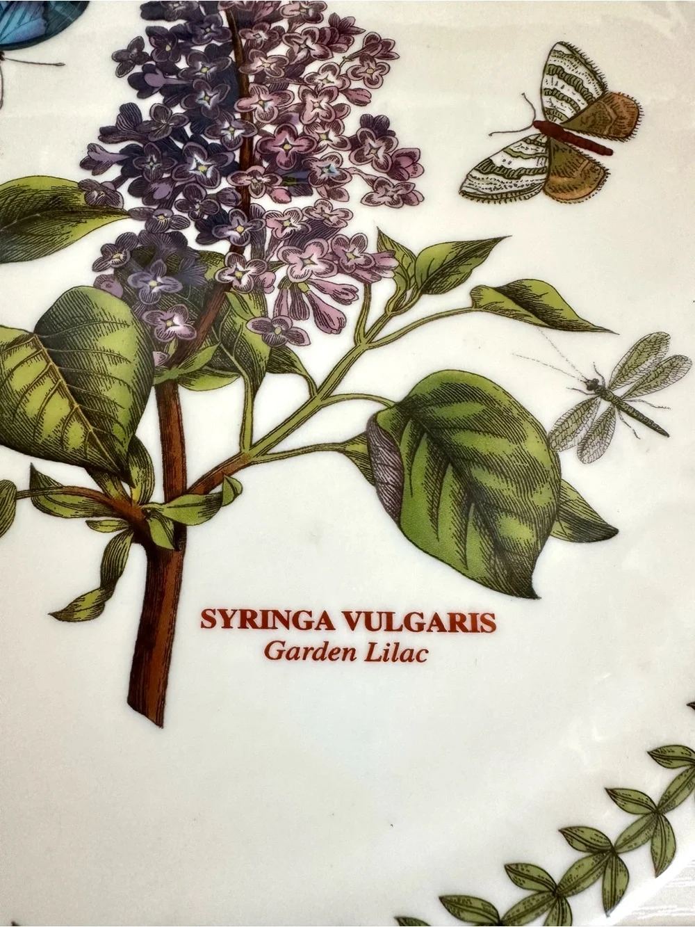 Portmeirion Botanic Garden Garden Lilac 9” Ceramic Trivet EUC